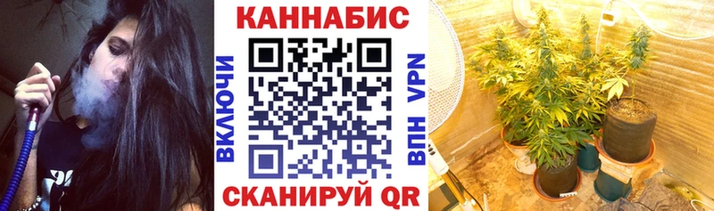 Бошки марихуана сатива  Звенигово 
